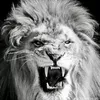 amir.515.i1