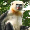 hascnguyen_1412