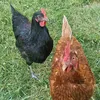 les chickens familly