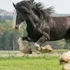 pacif_horse