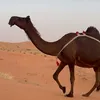 عاشق مجاهيم
