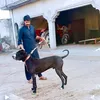 King Bulli Shokeen