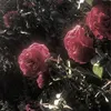 syedwasiulhussain4
