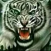 macan3etina_1974