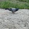 sayfolsalam5