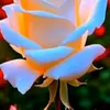 user2941801212635