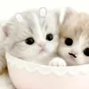 🐰𝓷𝓪𝔂𝓮𝓸𝓷 𝓫𝓲𝓪𝓼𝓮𝓭 🐰