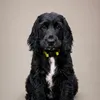 junior.the.cocker
