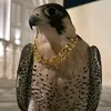 shrifahardy