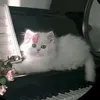 jahan_0000000