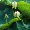 Chuyên nói xấu chồng
