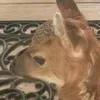 deerhood