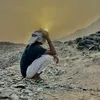 العرجانى ☠️✌️