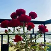 ngoclongchau86
