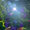 gingthsng50
