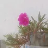 mubashirali13378