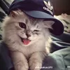 alfari_zi10