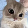 cheeseeeesugar