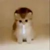 mzoae