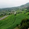 صادق منصور علي حسن السريحي