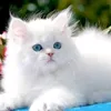 friya.akther02