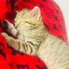 teddy_bella_cats