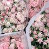 pinkroses27__