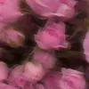 amanisayoud230