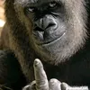 alvingateng4