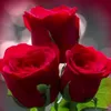user3030424013404