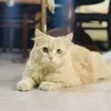 tieuanh245