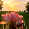 alfiislam112