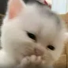 nl.rz_