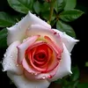 sadika.jannat69