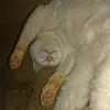 zkotnako