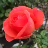 su.darli620