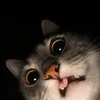 miau.miau0.0