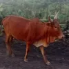 wediraya555