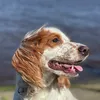 .rikki.tikki.tavi