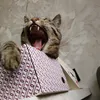 kit.kat2282
