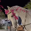 ghalyaa1.1