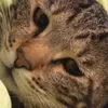 meow___.0w0