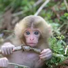 monkey baby🐵