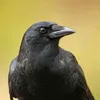 augandzi