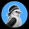 zack.d.birds