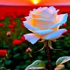 ms.maymona.akhter8
