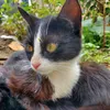 Muhammad_cat's _home🐾
