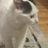 saadboss644