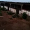 rogerabalo672
