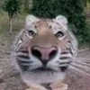Glisti_Tiger 🐯★